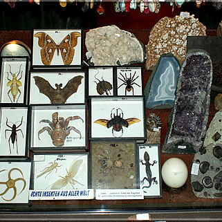 On the Schillerstraße we passed a shop which offered minerals and ugly creatures / insects from all over the world.