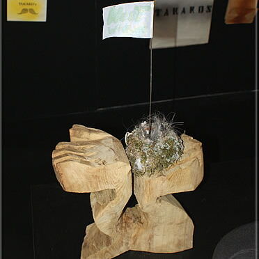 "Nestwärme" (Warmth and Security)